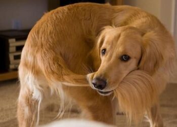 Perché il cane si morde la coda