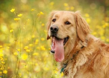 i-cani-sanno-mentire