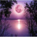 lunarosa