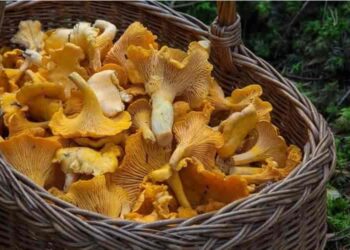 skincare e funghi