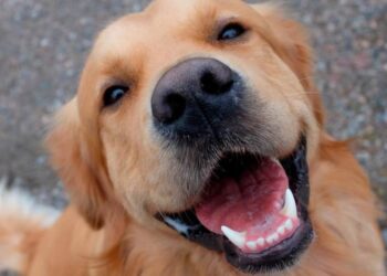 Gli animali ridono