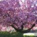 Albero dai fiori diversi