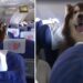 Cane aiuta il padrone