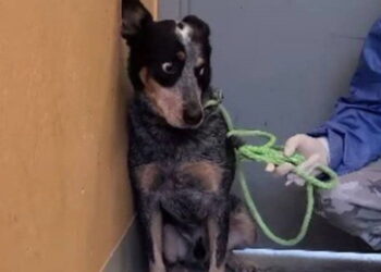 cucciolo di cane abbandonato -min