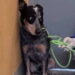 cucciolo di cane abbandonato -min