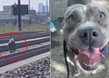 cucciolo di cane-min