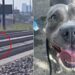 cucciolo di cane-min