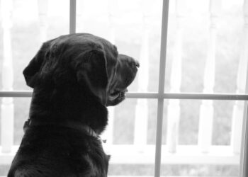 cane abbandonato dopo il trasloco -min
