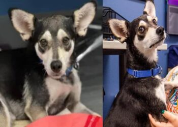 cane chihuahua-min