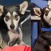 cane chihuahua-min
