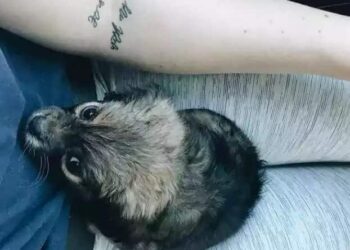 cane con la spina dorsale corta-min