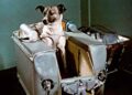 tragica storia di Laika