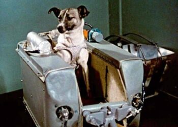 tragica storia di Laika
