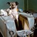 tragica storia di Laika