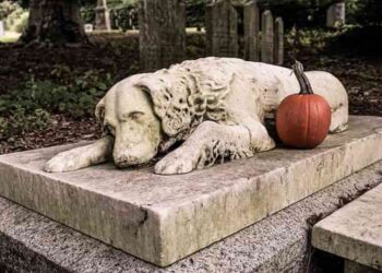 cani e gatti seppelliti-min