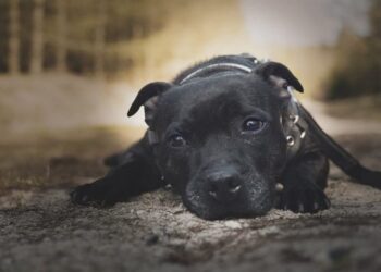 il cane hugo