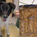 abbandonano un cane-min