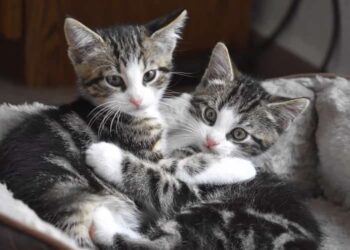 gattoterapia
