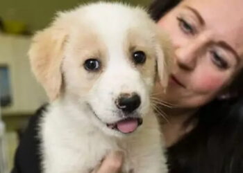 la storia del cucciolo di cane -min