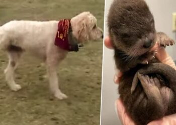 cane che lotta contro il cancro -min