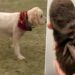 cane che lotta contro il cancro -min