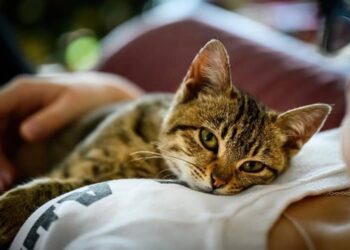 la storia di kitty-min