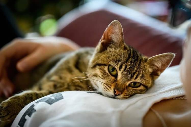 la storia di kitty-min
