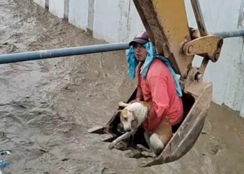un cane stava per annegare -min