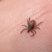 zecche è allarme in italia-min