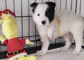 La storia del cane happy-min