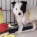 La storia del cane happy-min