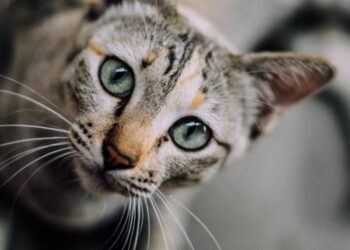 le 10 curiosità sui gatti-min