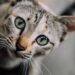 le 10 curiosità sui gatti-min