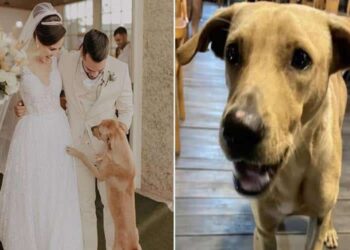 un cane randagio