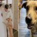 un cane randagio