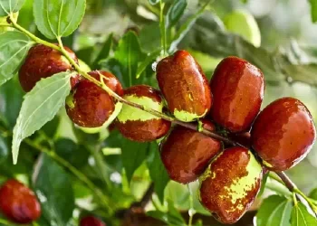 Giuggiole, ecco perchè fanno così bene