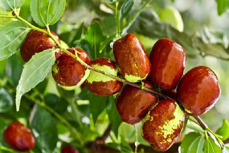 Giuggiole, ecco perchè fanno così bene