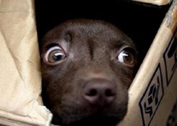 I cani vedono gli spiriti
