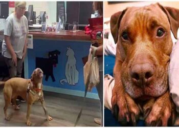 Il cane ulula