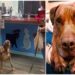 Il cane ulula