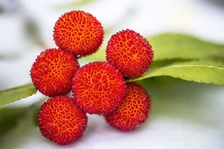 Benefici corbezzolo