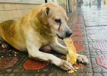 cane jhonny-min