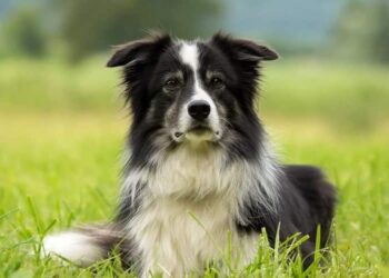 il cane più intelligente