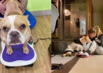 Frenchie il cane guarito miracolosamente