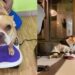 Frenchie il cane guarito miracolosamente