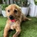 cane trovato nella discarica-min