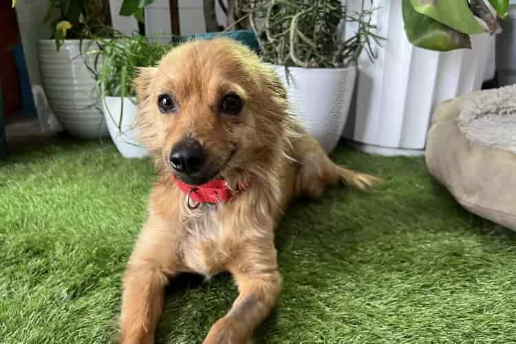 cane trovato nella discarica-min