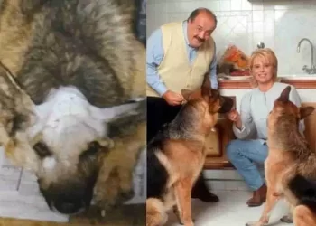 Fortunato il Pastore Tedesco adottato da Costanzo e Maria De Filippi