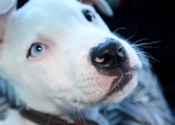 I cani non muoiono mai leggendo questa lettera di commuoverai