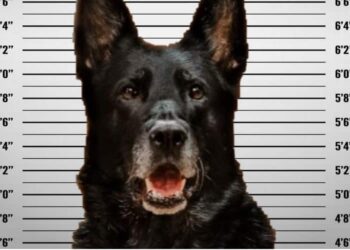 il cane poliziotto